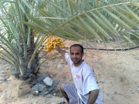 Akbar brohi